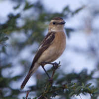 White-browed Bushchat